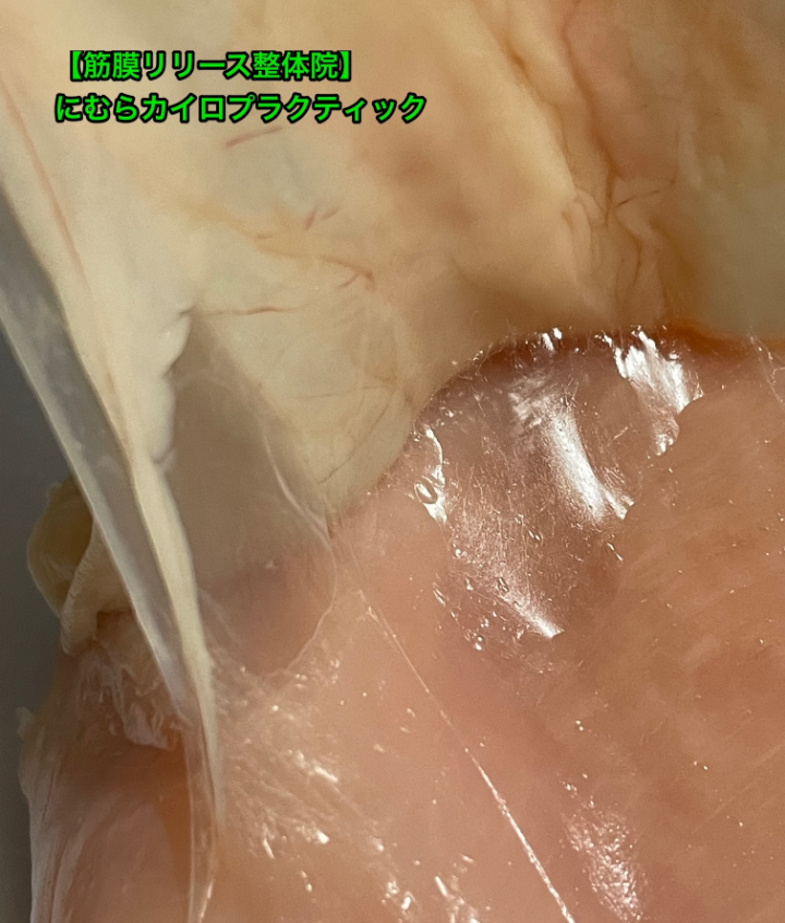 鶏肉を使って撮影した筋膜の様子
